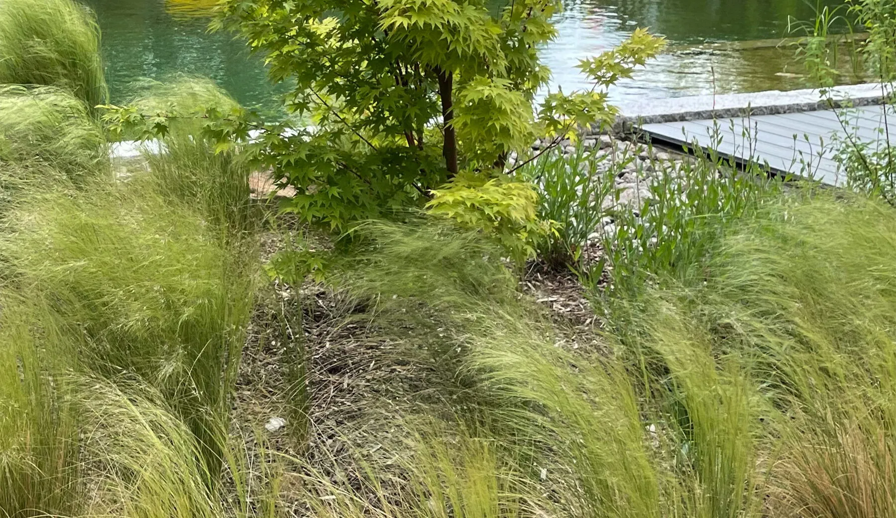 Schwimmteich im Garten